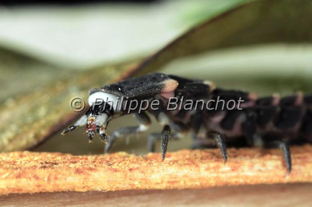 ver luisant.JPG - Ver luisant (portrait femelle)Lampyris noctiluca (Linné)Common Glow-wormColeoptera, LampyridaeFrance